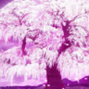 Meet your Posher, Mandi